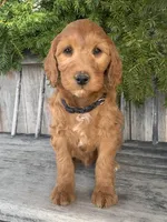 Jasmine, a female Irish Doodle for sale in Wooster, OH – Photo 10 of 10