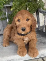 Jasmine, a female Irish Doodle for sale in Wooster, OH – Photo 4 of 10