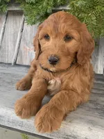 Jasmine, a female Irish Doodle for sale in Wooster, OH – Photo 1 of 10