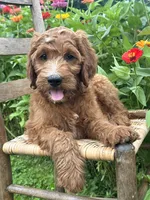 Maple, a female Irish Doodle for sale in Wooster, OH – 10 of 10