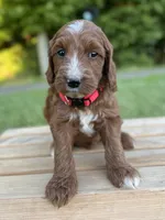 Hazel, a female Irish Doodle for sale in Wooster, OH – 9 of 10