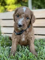Maple, a female Irish Doodle for sale in Wooster, OH – 8 of 9