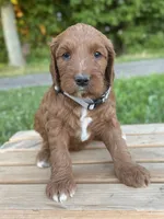 Willow, a female Irish Doodle for sale in Wooster, OH – 4 of 10