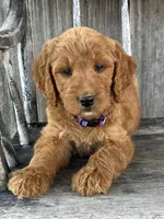 Charlotte , a female Irish Doodle for sale in Wooster, OH – 2 of 10