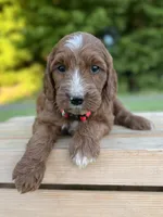 Hazel, a female Irish Doodle for sale in Wooster, OH – 3 of 10