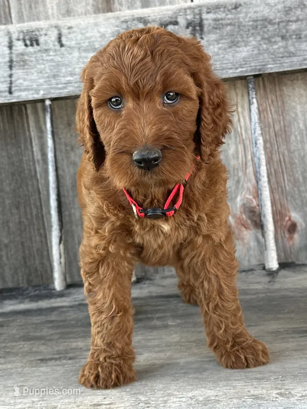 Brooklyn – Irish Doodle puppy for sale in Wooster, OH