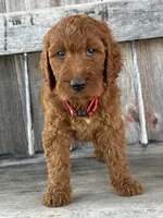 Brooklyn, a female Irish Doodle for sale in Wooster, OH – 1 of 10