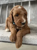 Birch, a male Irish Doodle for sale in Wooster, OH – 5 of 10