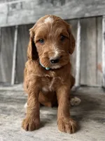 Birch, a male Irish Doodle for sale in Wooster, OH – 4 of 10