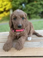Oakley, a female Irish Doodle for sale in Wooster, OH – 9 of 10