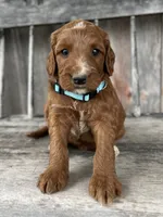 Birch, a male Irish Doodle for sale in Wooster, OH – 3 of 10