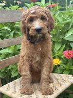 Maple, a female Irish Doodle for sale in Wooster, OH – 9 of 10