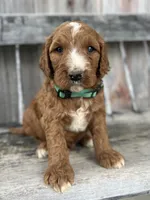 Ash, a male Irish Doodle for sale in Wooster, OH – 5 of 10
