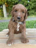 Willow, a female Irish Doodle for sale in Wooster, OH – 6 of 10
