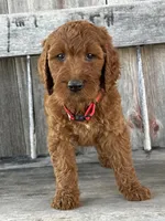 Brooklyn, a female Irish Doodle for sale in Wooster, OH – 5 of 10