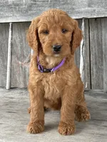 Charlotte , a female Irish Doodle for sale in Wooster, OH – 7 of 10