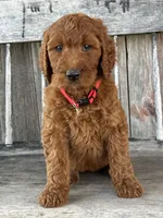 Brooklyn, a female Irish Doodle for sale in Wooster, OH – 2 of 10