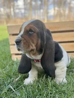 Clara, a female Basset Hound for sale in Wooster, OH – Photo 8 of 10