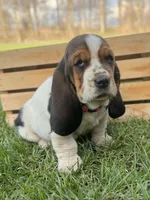 Clara, a female Basset Hound for sale in Wooster, OH – Photo 9 of 10