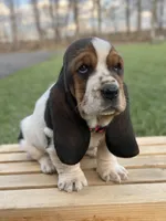 Clara, a female Basset Hound for sale in Wooster, OH – Photo 6 of 10