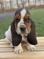 Clara, a female Basset Hound for sale in Wooster, OH – Photo 3 of 10