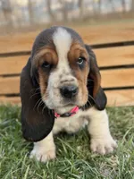 Clara, a female Basset Hound for sale in Wooster, OH – Photo 2 of 10
