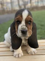 Clara, a female Basset Hound for sale in Wooster, OH – Photo 1 of 10