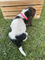 Clara, a female Basset Hound for sale in Wooster, OH – Photo 10 of 10