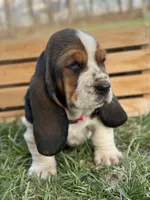 Clara, a female Basset Hound for sale in Wooster, OH – Photo 4 of 10