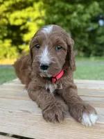 Hazel, a female Irish Doodle for sale in Wooster, OH – 6 of 10