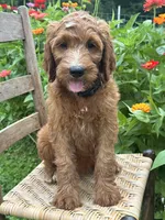 Maple, a female Irish Doodle for sale in Wooster, OH – 5 of 10