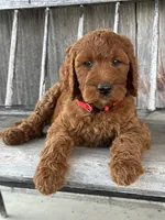 Brooklyn, a female Irish Doodle for sale in Wooster, OH – 8 of 10