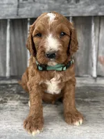 Ash, a male Irish Doodle for sale in Wooster, OH – 2 of 10