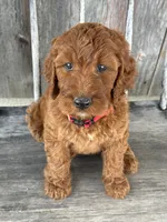 Brooklyn, a female Irish Doodle for sale in Wooster, OH – 6 of 10