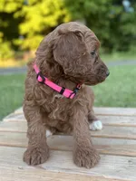 Oakley, a female Irish Doodle for sale in Wooster, OH – 4 of 10