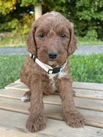 Juniper, a female Irish Doodle for sale in Wooster, OH – 5 of 10