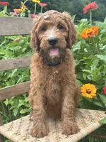 Maple, a female Irish Doodle for sale in Wooster, OH – 7 of 10