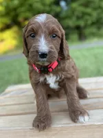 Hazel, a female Irish Doodle for sale in Wooster, OH – 1 of 10