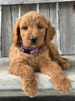 Charlotte , a female Irish Doodle for sale in Wooster, OH – 6 of 10