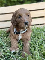 Willow, a female Irish Doodle for sale in Wooster, OH – 5 of 10