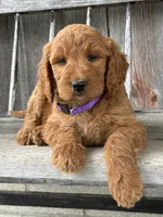 Charlotte , a female Irish Doodle for sale in Wooster, OH – 4 of 10