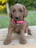 Oakley, a female Irish Doodle for sale in Wooster, OH – 2 of 10