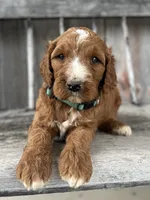 Ash, a male Irish Doodle for sale in Wooster, OH – 10 of 10