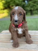 Hazel, a female Irish Doodle for sale in Wooster, OH – 10 of 10