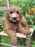 Maple, a female Irish Doodle for sale in Wooster, OH – 4 of 10