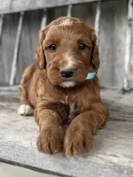 Birch, a male Irish Doodle for sale in Wooster, OH – 8 of 10