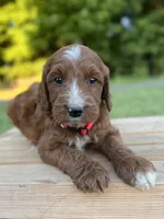 Hazel, a female Irish Doodle for sale in Wooster, OH – 8 of 10