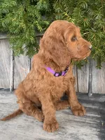 Lily, a female Irish Doodle for sale in Wooster, OH – Photo 3 of 6