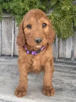 Lily, a female Irish Doodle for sale in Wooster, OH – Photo 4 of 6