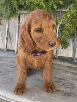 Lily, a female Irish Doodle for sale in Wooster, OH – Photo 1 of 6